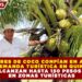 PRODUCTORES DE COCO CONFÍAN EN ABASTECER LA ALTA DEMANDA TURÍSTICA EN QUINTANA ROO; PRECIOS ALCANZAN HASTA 150 PESOS POR PIEZA EN ZONAS TURÍSTICAS