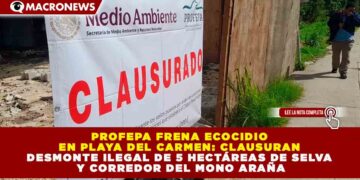 PROFEPA FRENA ECOCIDIO EN PLAYA DEL CARMEN: CLAUSURAN DESMONTE ILEGAL DE 5 HECTÁREAS DE SELVA Y CORREDOR DEL MONO ARAÑA