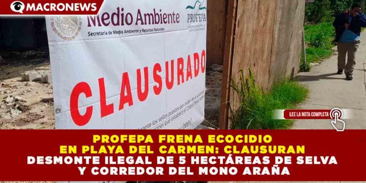 PROFEPA FRENA ECOCIDIO EN PLAYA DEL CARMEN: CLAUSURAN DESMONTE ILEGAL DE 5 HECTÁREAS DE SELVA Y CORREDOR DEL MONO ARAÑA