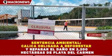 SENTENCIA AMBIENTAL: CALICA OBLIGADA A REFORESTAR Y REPARAR EL DAÑO EN 2,200 HECTÁREAS DE PLAYA DEL CARMEN