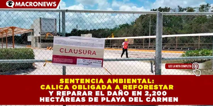 SENTENCIA AMBIENTAL: CALICA OBLIGADA A REFORESTAR Y REPARAR EL DAÑO EN 2,200 HECTÁREAS DE PLAYA DEL CARMEN