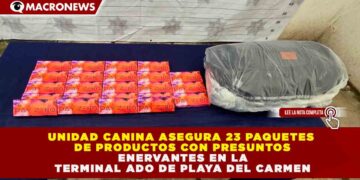 UNIDAD CANINA ASEGURA 23 PAQUETES DE PRODUCTOS CON PRESUNTOS ENERVANTES EN LA TERMINAL ADO DE PLAYA DEL CARMEN