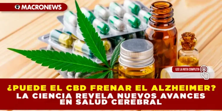 ¿PUEDE EL CBD FRENAR EL ALZHEIMER? LA CIENCIA REVELA NUEVOS AVANCES EN SALUD CEREBRAL.