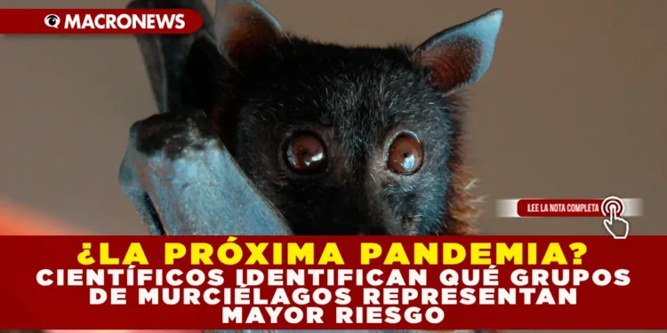 ¿LA PRÓXIMA PANDEMIA? CIENTÍFICOS IDENTIFICAN QUÉ GRUPOS DE MURCIÉLAGOS REPRESENTAN MAYOR RIESGO