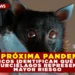 ¿LA PRÓXIMA PANDEMIA? CIENTÍFICOS IDENTIFICAN QUÉ GRUPOS DE MURCIÉLAGOS REPRESENTAN MAYOR RIESGO