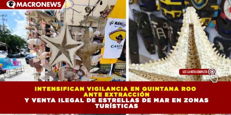 INTENSIFICAN VIGILANCIA EN QUINTANA ROO  ANTE EXTRACCIÓN  Y VENTA ILEGAL DE ESTRELLAS DE MAR EN ZONAS  TURÍSTICAS