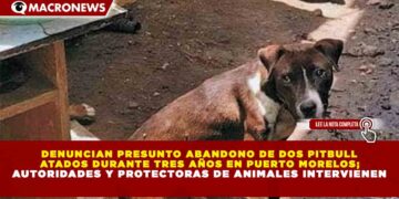 DENUNCIAN PRESUNTO ABANDONO DE DOS PITBULL  ATADOS DURANTE TRES AÑOS EN PUERTO MORELOS;  AUTORIDADES Y PROTECTORAS DE ANIMALES INTERVIENEN