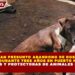 DENUNCIAN PRESUNTO ABANDONO DE DOS PITBULL  ATADOS DURANTE TRES AÑOS EN PUERTO MORELOS;  AUTORIDADES Y PROTECTORAS DE ANIMALES INTERVIENEN
