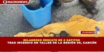 MILAGROSO RESCATE DE 4 GATITOS  TRAS INCENDIO EN TALLER DE LA REGIÓN 96, CANCÚN