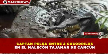 CAPTAN PELEA ENTRE 2 COCODRILOS EN EL MALECÓN TAJAMAR DE CANCÚN