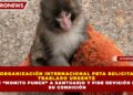 ORGANIZACIÓN INTERNACIONAL PETA SOLICITA TRASLADO URGENTE DE “MONITO PUNCH” A SANTUARIO Y PIDE REVISIÓN DE SU CONDICIÓN