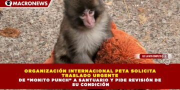 ORGANIZACIÓN INTERNACIONAL PETA SOLICITA TRASLADO URGENTE DE “MONITO PUNCH” A SANTUARIO Y PIDE REVISIÓN DE SU CONDICIÓN