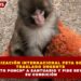 ORGANIZACIÓN INTERNACIONAL PETA SOLICITA TRASLADO URGENTE DE “MONITO PUNCH” A SANTUARIO Y PIDE REVISIÓN DE SU CONDICIÓN