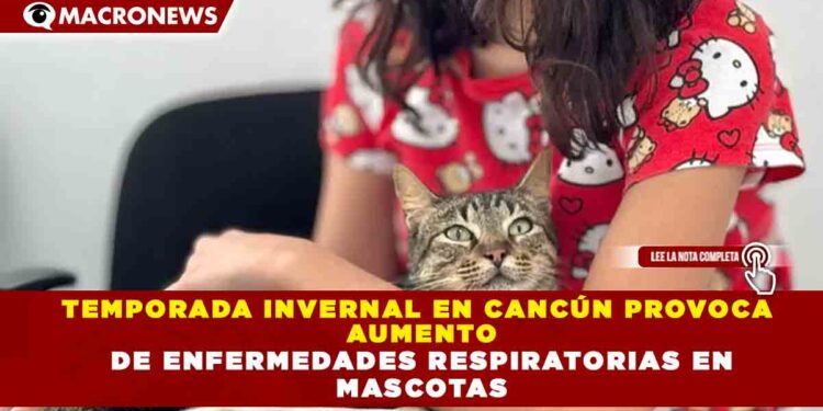 TEMPORADA INVERNAL EN CANCÚN PROVOCA  AUMENTO  DE ENFERMEDADES RESPIRATORIAS EN  MASCOTAS