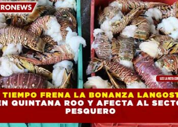 MAL TIEMPO FRENA LA BONANZA LANGOSTERA EN QUINTANA ROO Y AFECTA AL SECTOR  PESQUERO