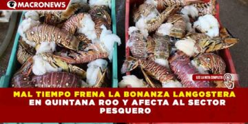 MAL TIEMPO FRENA LA BONANZA LANGOSTERA EN QUINTANA ROO Y AFECTA AL SECTOR  PESQUERO