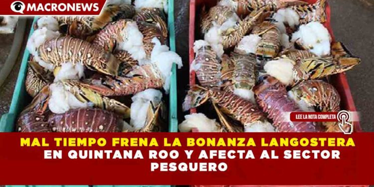 MAL TIEMPO FRENA LA BONANZA LANGOSTERA EN QUINTANA ROO Y AFECTA AL SECTOR  PESQUERO
