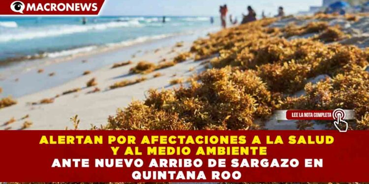 ALERTAN POR AFECTACIONES A LA SALUD  Y AL MEDIO AMBIENTE  ANTE NUEVO ARRIBO DE SARGAZO EN  QUINTANA ROO
