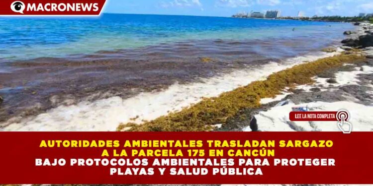 AUTORIDADES AMBIENTALES TRASLADAN SARGAZO A LA PARCELA 175 EN CANCÚN BAJO PROTOCOLOS AMBIENTALES PARA PROTEGER PLAYAS Y SALUD PÚBLICA