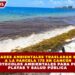 AUTORIDADES AMBIENTALES TRASLADAN SARGAZO A LA PARCELA 175 EN CANCÚN BAJO PROTOCOLOS AMBIENTALES PARA PROTEGER PLAYAS Y SALUD PÚBLICA