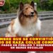 HOMBRE QUE SE CONVIRTIÓ EN  PERRO DE RAZA COLLIE COMPARTE  SU PRIMER PASEO EN PÚBLICO Y SORPRENDE A TODOS  EN REDES SOCIALES