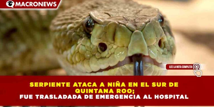 SERPIENTE ATACA A NIÑA EN EL SUR DE  QUINTANA ROO; FUE TRASLADADA DE EMERGENCIA AL HOSPITAL
