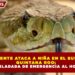 SERPIENTE ATACA A NIÑA EN EL SUR DE  QUINTANA ROO; FUE TRASLADADA DE EMERGENCIA AL HOSPITAL