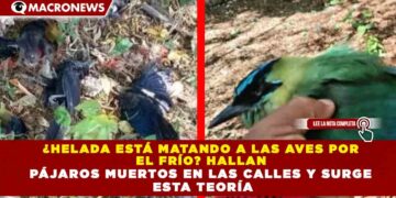 ¿HELADA ESTÁ MATANDO A LAS AVES POR EL FRÍO? HALLAN PÁJAROS MUERTOS EN LAS CALLES Y SURGE ESTA TEORÍA