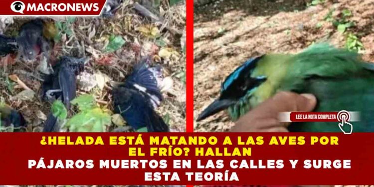 ¿HELADA ESTÁ MATANDO A LAS AVES POR EL FRÍO? HALLAN PÁJAROS MUERTOS EN LAS CALLES Y SURGE ESTA TEORÍA