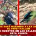 ¿HELADA ESTÁ MATANDO A LAS AVES POR EL FRÍO? HALLAN PÁJAROS MUERTOS EN LAS CALLES Y SURGE ESTA TEORÍA