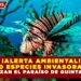 ¡ALERTA AMBIENTAL! 10 ESPECIES INVASORAS AMENAZAN EL PARAÍSO DE QUINTANA ROO