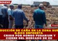 PRODUCCIÓN DE CAÑA EN LA ZONA SUR DE Q.ROO ENFRENTA CRISIS POR HONGO FUSARIUM Y CIERRE DEL MERCADO DE EU