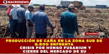 PRODUCCIÓN DE CAÑA EN LA ZONA SUR DE Q.ROO ENFRENTA CRISIS POR HONGO FUSARIUM Y CIERRE DEL MERCADO DE EU