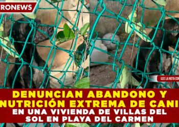 DENUNCIAN ABANDONO Y DESNUTRICIÓN EXTREMA DE CANINOS EN UNA VIVIENDA DE VILLAS DEL SOL EN PLAYA DEL CARMEN