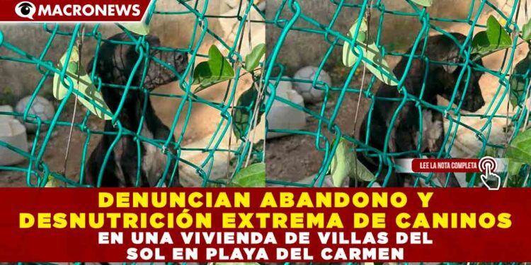DENUNCIAN ABANDONO Y DESNUTRICIÓN EXTREMA DE CANINOS EN UNA VIVIENDA DE VILLAS DEL SOL EN PLAYA DEL CARMEN