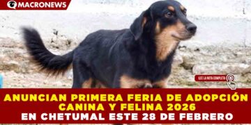 ANUNCIAN PRIMERA FERIA DE ADOPCIÓN CANINA Y FELINA 2026 EN CHETUMAL ESTE 28 DE FEBRERO