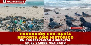 FUNDACIÓN ECO-BAHÍA REPORTA AÑO HISTÓRICO EN CONSERVACIÓN AMBIENTAL EN EL CARIBE MEXICANO