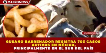 GUSANO BARRENADOR REGISTRA 703 CASOS ACTIVOS EN MÉXICO, PRINCIPALMENTE EN EL SUR DEL PAÍS