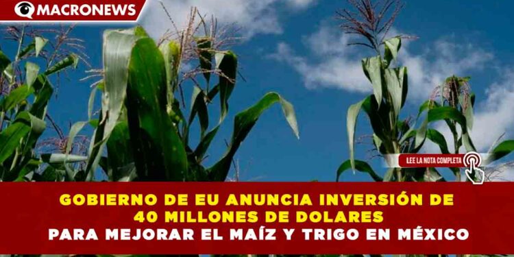 GOBIERNO DE EU ANUNCIA INVERSIÓN DE 40 MILLONES DE DOLARES PARA MEJORAR EL MAÍZ Y TRIGO EN MÉXICO