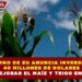 GOBIERNO DE EU ANUNCIA INVERSIÓN DE 40 MILLONES DE DOLARES PARA MEJORAR EL MAÍZ Y TRIGO EN MÉXICO