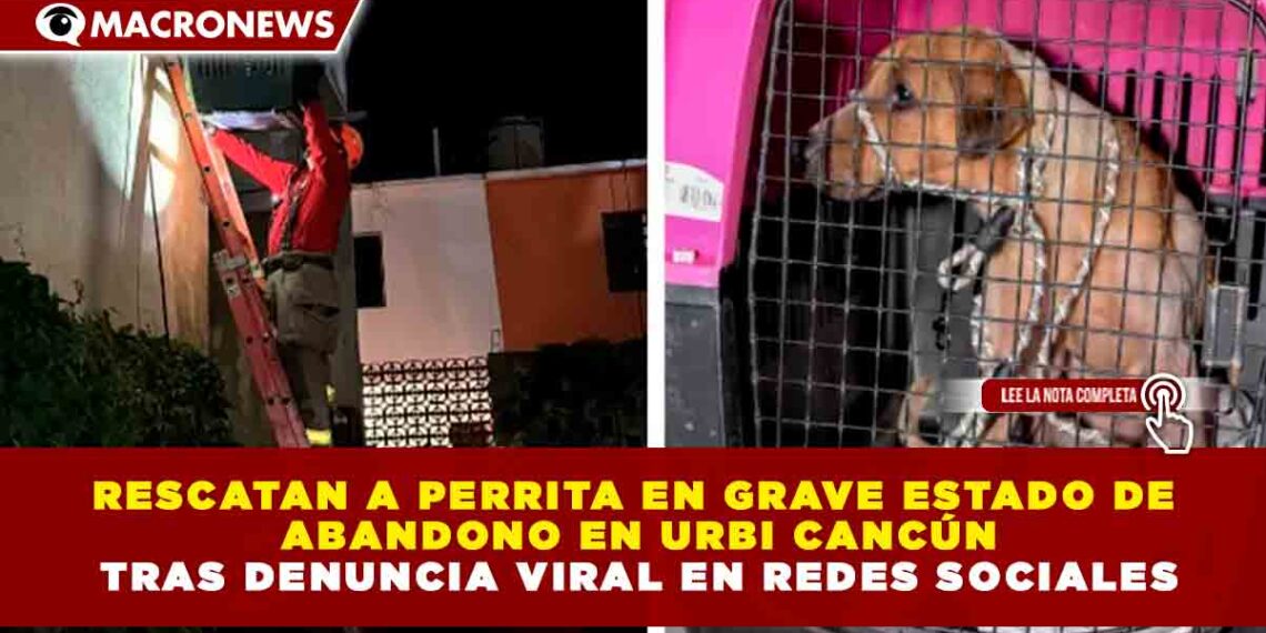 RESCATAN A PERRITA EN GRAVE ESTADO DE ABANDONO EN URBI CANCÚN TRAS DENUNCIA VIRAL EN REDES SOCIALES