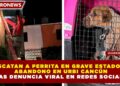 RESCATAN A PERRITA EN GRAVE ESTADO DE ABANDONO EN URBI CANCÚN TRAS DENUNCIA VIRAL EN REDES SOCIALES