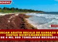 BUSCAN ABATIR RECALE DE SARGAZO EN COSTAS QUINTANARROENSES; MÁS DE 4 MIL 500 TONELADAS RECOLECTADAS