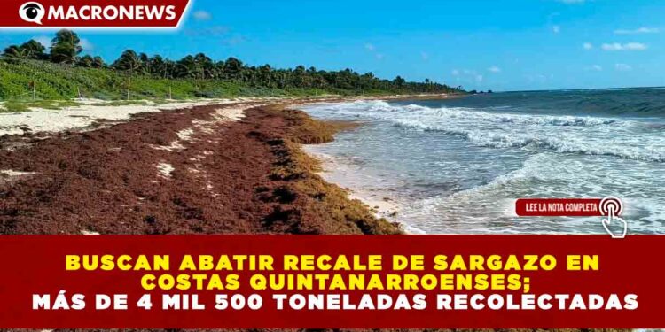 BUSCAN ABATIR RECALE DE SARGAZO EN COSTAS QUINTANARROENSES; MÁS DE 4 MIL 500 TONELADAS RECOLECTADAS