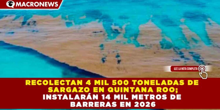 RECOLECTAN 4 MIL 500 TONELADAS DE SARGAZO EN QUINTANA ROO; INSTALARÁN 14 MIL METROS DE BARRERAS EN 2026
