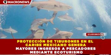 PROTECCIÓN DE TIBURONES EN EL CARIBE MEXICANO GENERA MAYORES INGRESOS A PESCADORES MEDIANTE ECOTURISMO