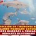 PROTECCIÓN DE TIBURONES EN EL CARIBE MEXICANO GENERA MAYORES INGRESOS A PESCADORES MEDIANTE ECOTURISMO