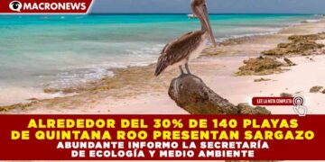 ALREDEDOR DEL 30% DE 140 PLAYAS DE QUINTANA ROO PRESENTAN SARGAZO ABUNDANTE INFORMO LA SECRETARÍA DE ECOLOGÍA Y MEDIO AMBIENTE