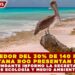 ALREDEDOR DEL 30% DE 140 PLAYAS DE QUINTANA ROO PRESENTAN SARGAZO ABUNDANTE INFORMO LA SECRETARÍA DE ECOLOGÍA Y MEDIO AMBIENTE