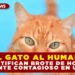 DEL GATO AL HUMANO: IDENTIFICAN BROTE DE HONGO ALTAMENTE CONTAGIOSO EN URUGUAY